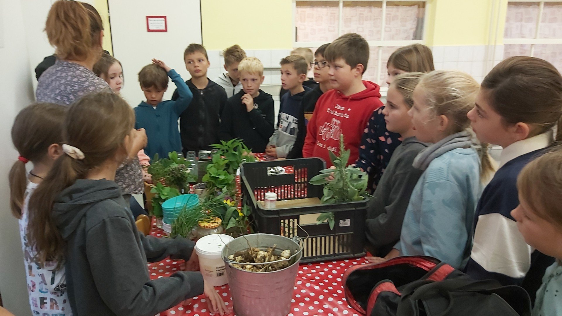 Plané rostliny na talíři